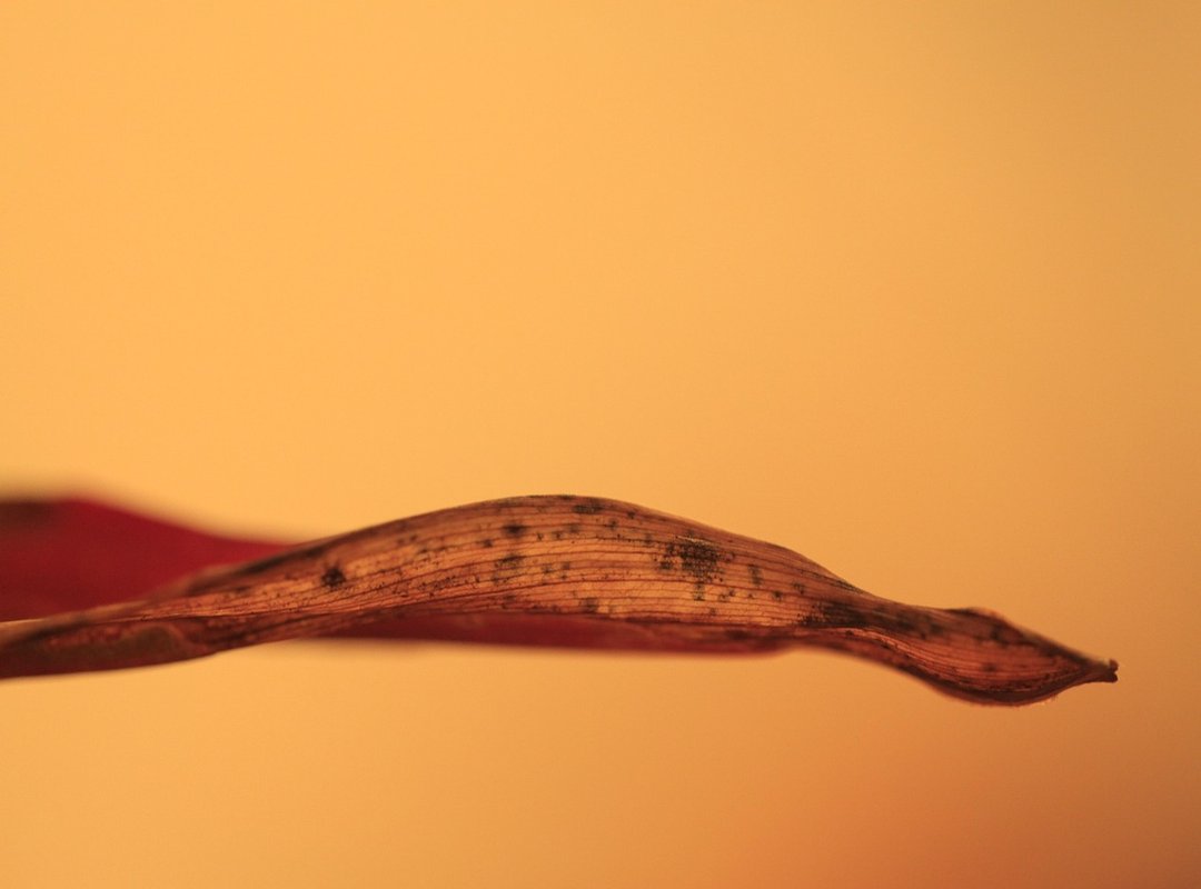 Whatutalkingboutwillistyle