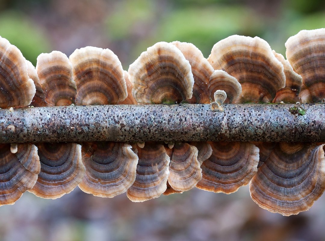 womanhood history ewmhisto